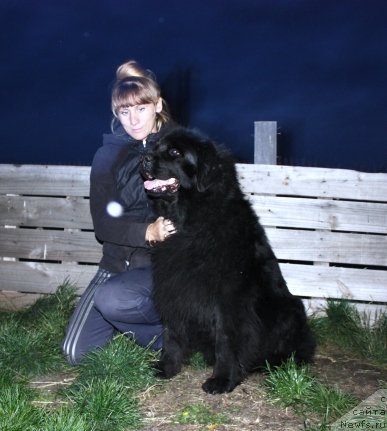 Фото: ньюфаундленд Блэк Долли Пейв Блэк (Blek Dolli Peyv Black)