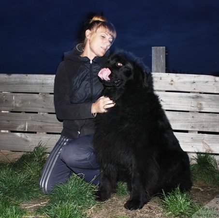 Фото: ньюфаундленд Блэк Долли Пейв Блэк (Blek Dolli Peyv Black)