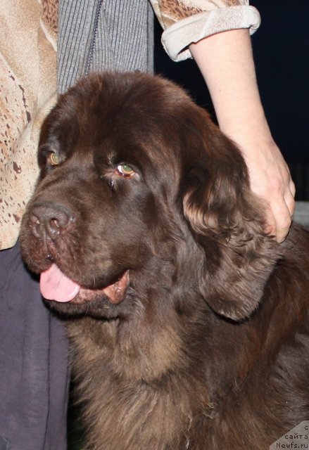 Фото: ньюфаундленд Арабелла Статная Мулатка