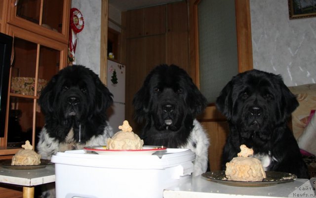 Фото: ньюфаундленд Супер Бизон Арго (Super Bizon Argo), ньюфаундленд Плюшевая Панда Ла Белла, ньюфаундленд Икона Стиля