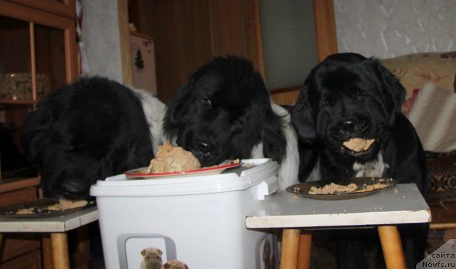 Фото: ньюфаундленд Супер Бизон Арго (Super Bizon Argo), ньюфаундленд Плюшевая Панда Ла Белла, ньюфаундленд Икона Стиля