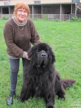 Фото: ньюфаундленд Wyatt Earp vom Riesrand