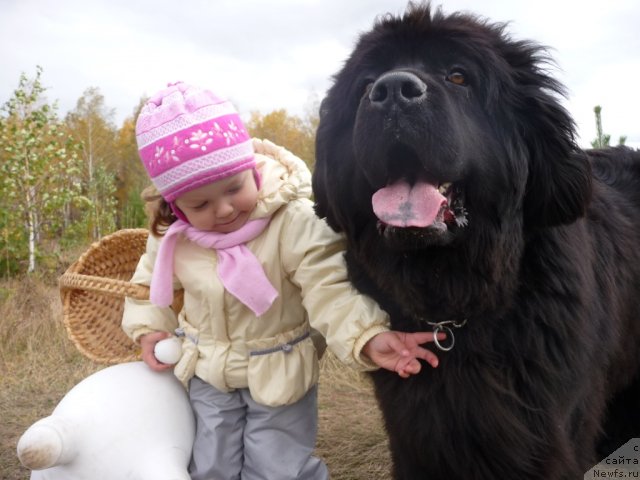 Фото: ньюфаундленд Рафаэлла Бриллианс Черная Жемчужина, Лизочка