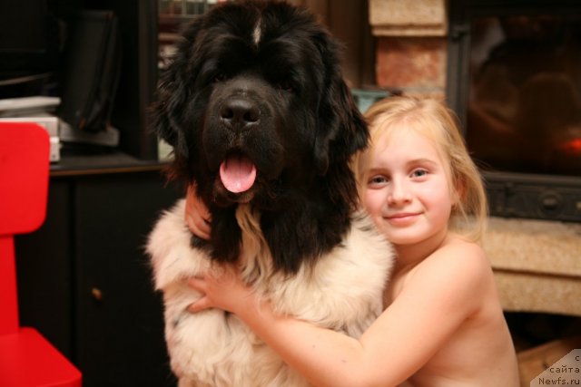 Фото: ньюфаундленд Аквиан Сонг Зеро Гравити (Akvian Song Zero Graviti)