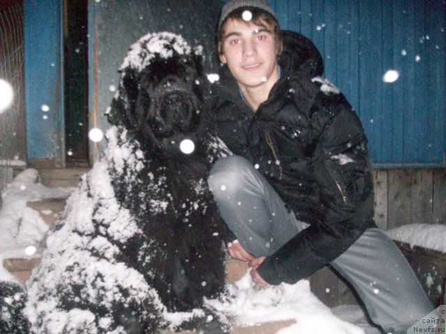 Фото: ньюфаундленд Ярада из Сибирской Глубинки (Yarada iz Sibirskoy Glubinki)