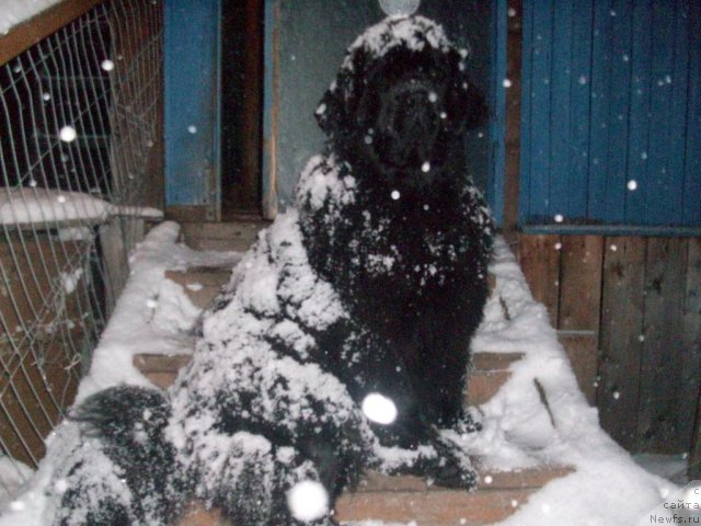 Фото: ньюфаундленд Ярада из Сибирской Глубинки (Yarada iz Sibirskoy Glubinki)