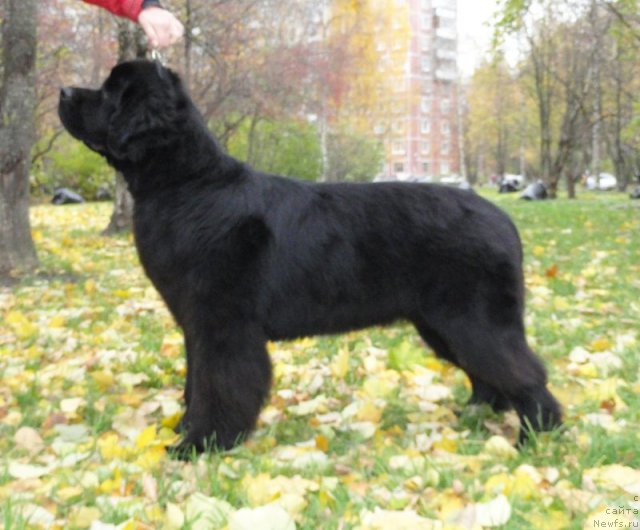 Фото: ньюфаундленд Бегущая по Волнам Дансинг Квин (Beguschaya po Volnam Dancing Queen)