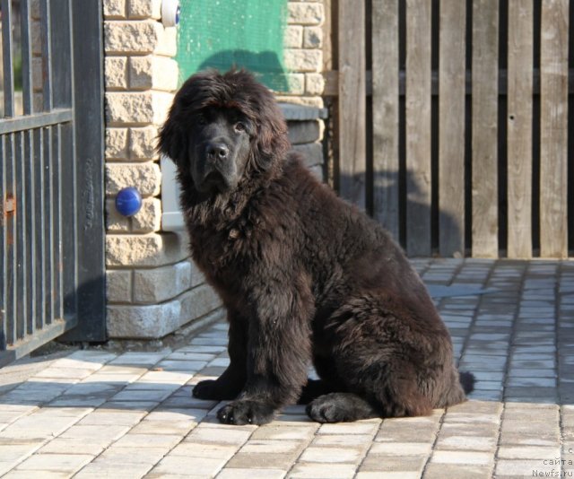 Фотография № 79583