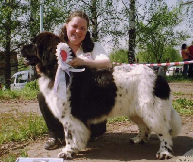 Фото: ньюфаундленд Восходящая Звезда (Voshodyashaya Zvezda)