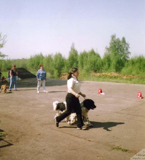 Фото: ньюфаундленд Восходящая Звезда (Voshodyashaya Zvezda)