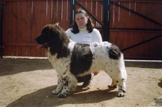 Фото: ньюфаундленд Восходящая Звезда (Voshodyashaya Zvezda)