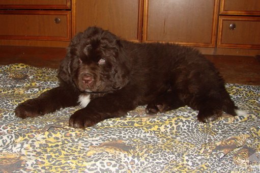 Фото: ньюфаундленд Обуш Шед Янтарный Поцелуй