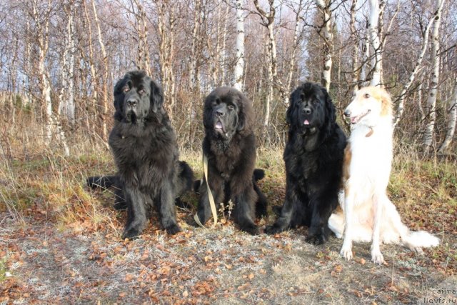 Фото: ньюфаундленд Глория Гранд Блек, ньюфаундленд Бегущая по Волнам Зеро Коол, ньюфаундленд Fortuna of Giant's Island, и Краса