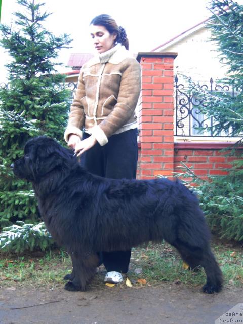 Фото: ньюфаундленд Сент Джонс Индиго