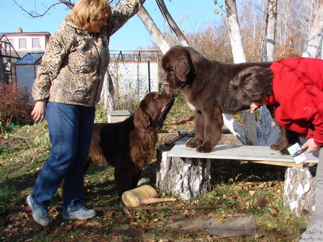 Фото: ньюфаундленд Обуш Шед Якутия (Obush Shed Yakutia), ньюфаундленд Обуш Шед Янтарный Поцелуй, Светлана Панченко, Вера Гнитеева