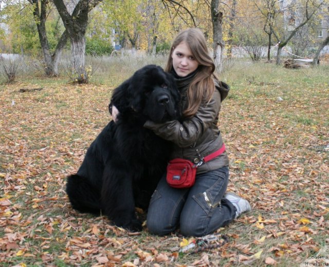 Фото: ньюфаундленд Уютная Долина Андрос Гриф