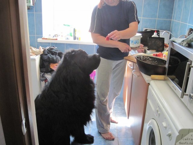 Фото: ньюфаундленд Денвер Дан