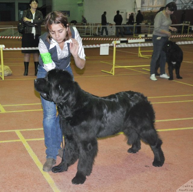 Фото: ньюфаундленд Topgallant's Aquitania, Катеринка Классен