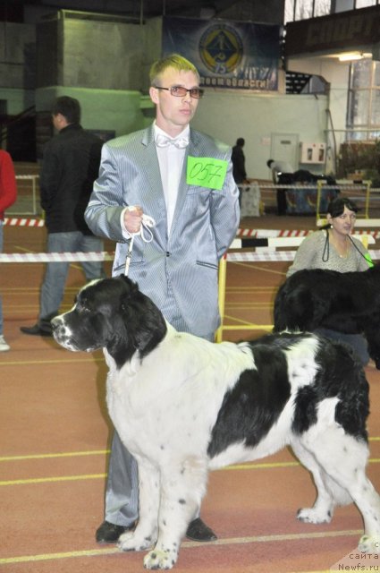Фото: ньюфаундленд Ница для Кара Аюлар из Тихого Омута (Nica Dlja Kara Ayular iz Tihogo Omuta), Александр Файзулин