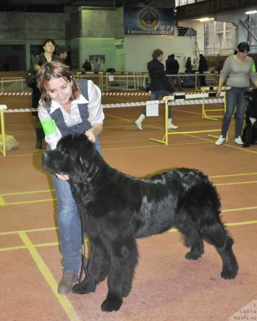 Фото: ньюфаундленд Topgallant's Aquitania, Катеринка Классен