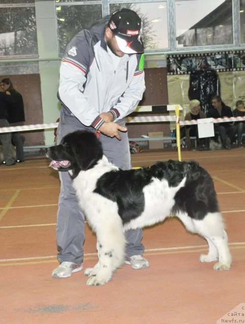 Фото: ньюфаундленд Леонардо Сан-Марино, Людмила Терентьева