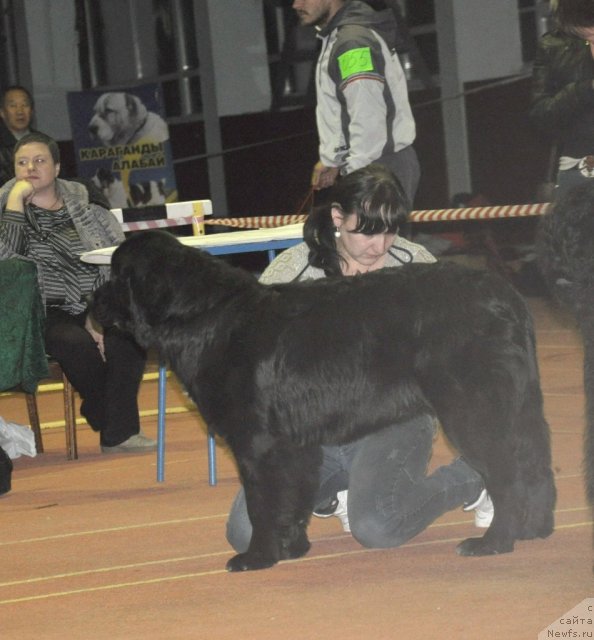 Фото: ньюфаундленд Кара Аюлар Алмазная Принцесса