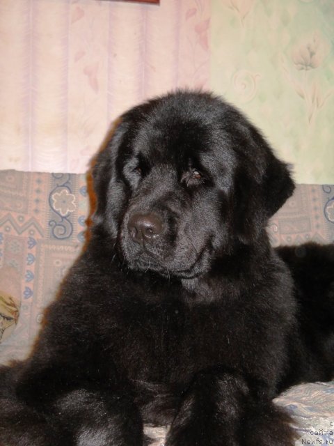 Фото: ньюфаундленд Фанньюф Альфелина Бледанс