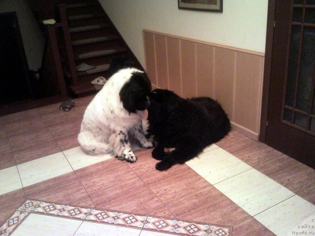 Фото: ньюфаундленд Аквиан Сонг Зефир, ньюфаундленд Vein Vest