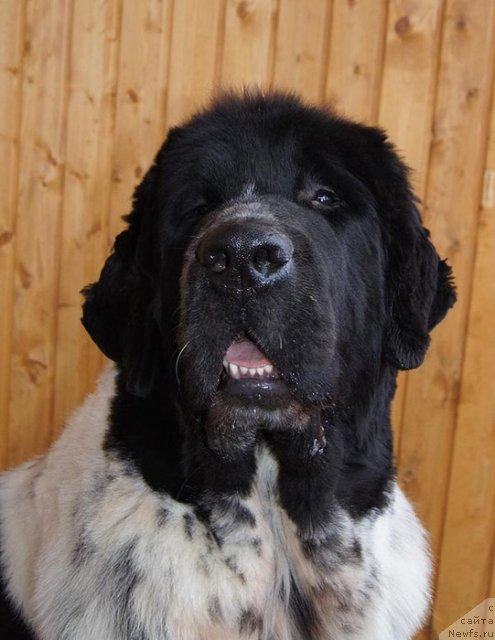 Фото: ньюфаундленд Супер Бизон Екатеринбург (Super Bizon Ekaterinburg)