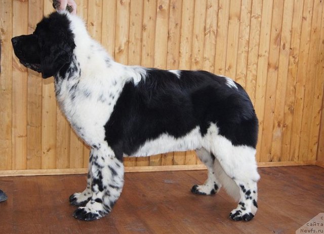 Фото: ньюфаундленд Супер Бизон Екатеринбург (Super Bizon Ekaterinburg)