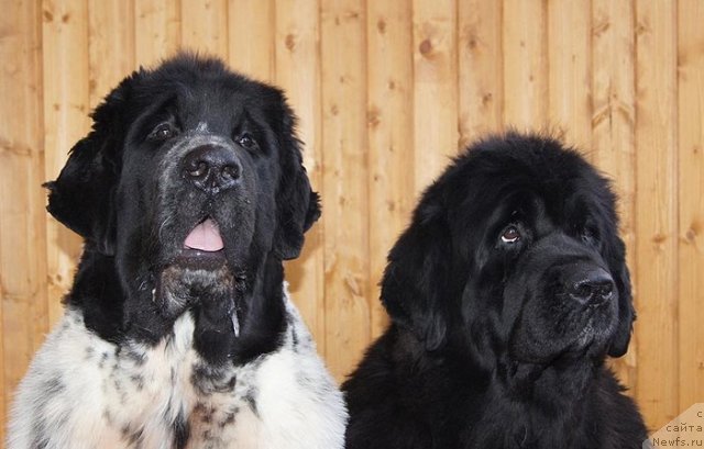 Фото: ньюфаундленд Супер Бизон Екатеринбург (Super Bizon Ekaterinburg), ньюфаундленд Супер Бизон Анталия