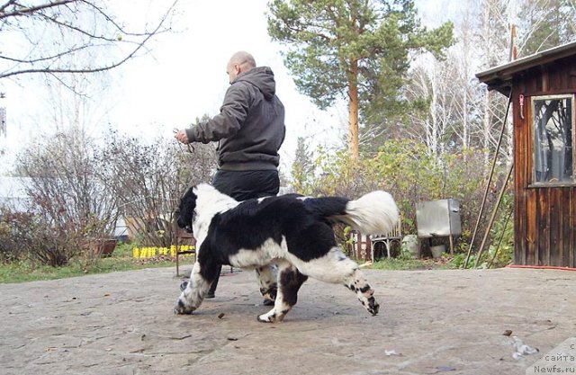 Фото: ньюфаундленд Супер Бизон Екатеринбург (Super Bizon Ekaterinburg), Алексей Нистратов
