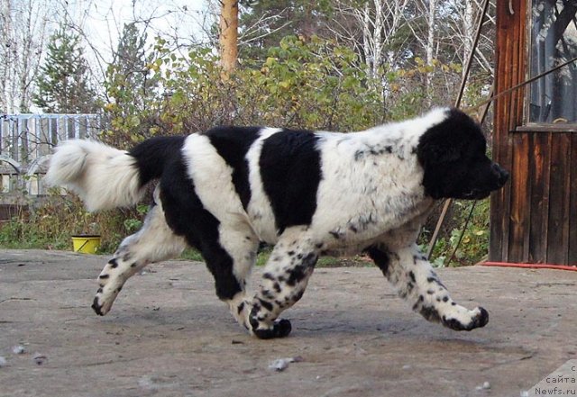 Фото: ньюфаундленд Супер Бизон Екатеринбург (Super Bizon Ekaterinburg)