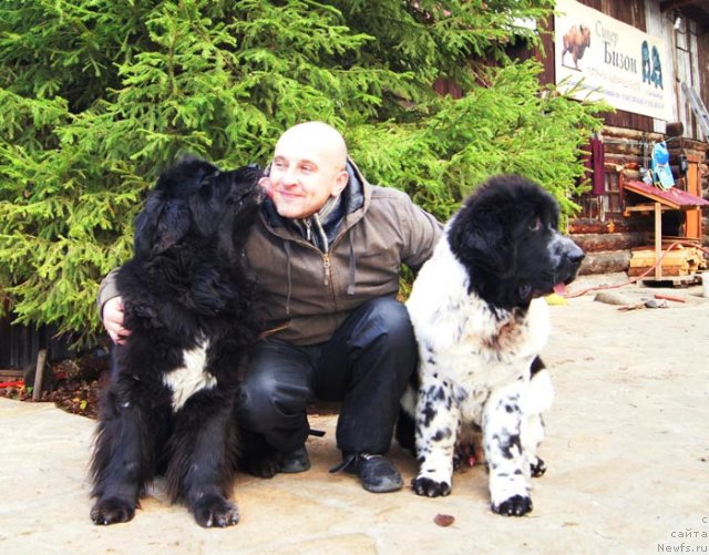 Фото: ньюфаундленд Супер Бизон Екатеринбург (Super Bizon Ekaterinburg), ньюфаундленд Супер Бизон Анталия, Алексей Нистратов