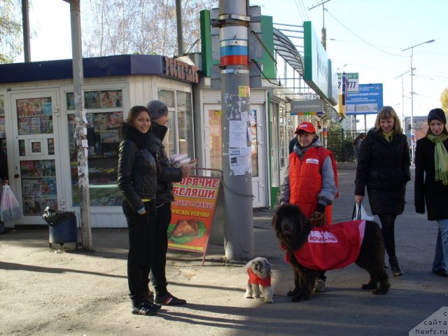 Фото: ньюфаундленд Аквамариновая Красотка для Марлеон