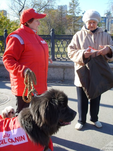 Фото: ньюфаундленд Аквамариновая Красотка для Марлеон, Татьяна Шайдук
