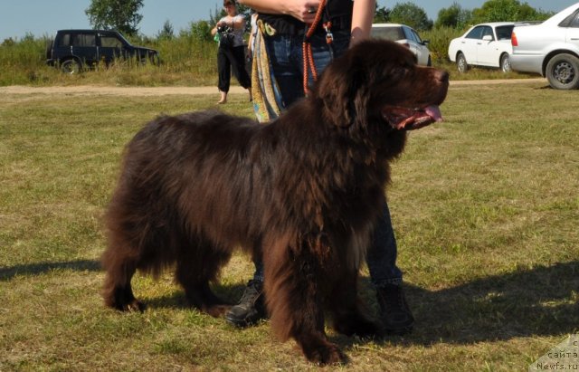 Фото: ньюфаундленд Сэмуэль Морской Принц