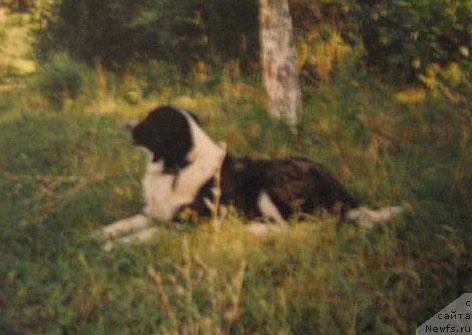 Фото: ньюфаундленд Леди Элис Глен