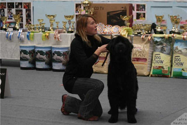 Фото: ньюфаундленд Их Высочество Готика Альдея