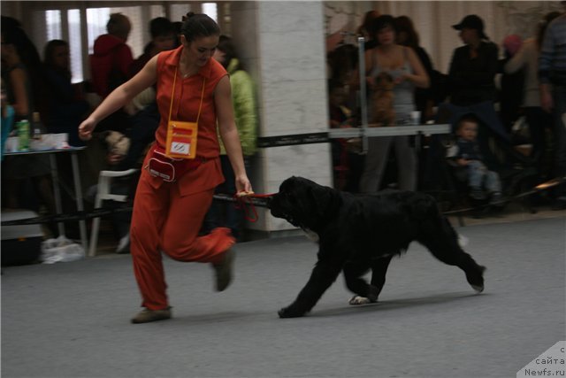 Фото: ньюфаундленд Икона Стиля