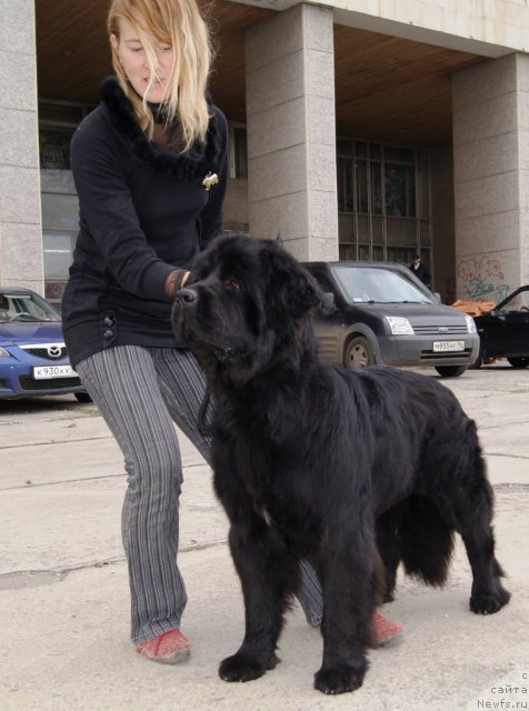 Фото: ньюфаундленд Их Высочество Готика Альдея