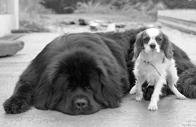 Фото: ньюфаундленд Потап Фидель, Ричард