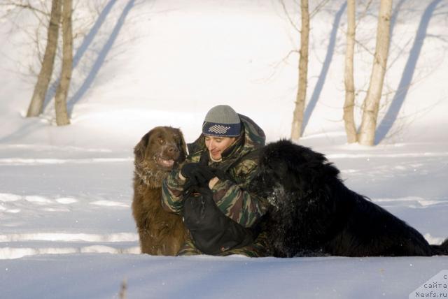 Фото: ньюфаундленд Лесная Сказка Изольда, ньюфаундленд Юган с Тоянова Городка (Ygan s Toyanova Gorodka), Игорь Момот