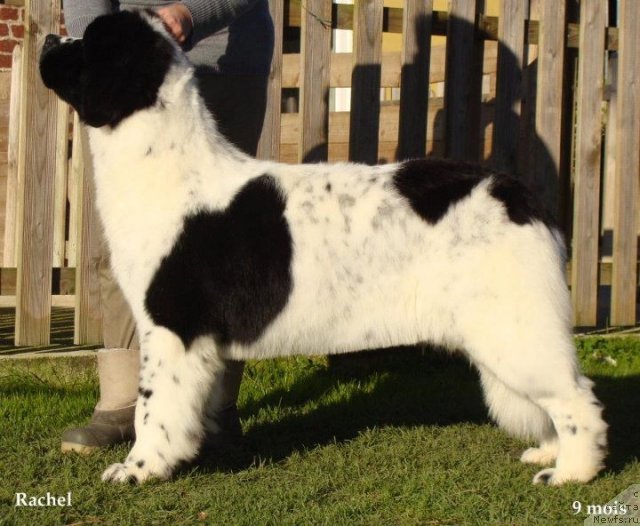 Фото: ньюфаундленд Сент Джонс Церера де Л'Илиаде эт Л'Одюси (Sent Djons Cerera de L'Iliade et L'Odyssee)