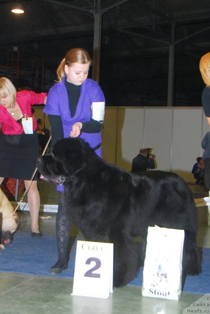 Фото: ньюфаундленд Пчёлкин Дом Вениамин (Pchiolkin Dom Veniamin)