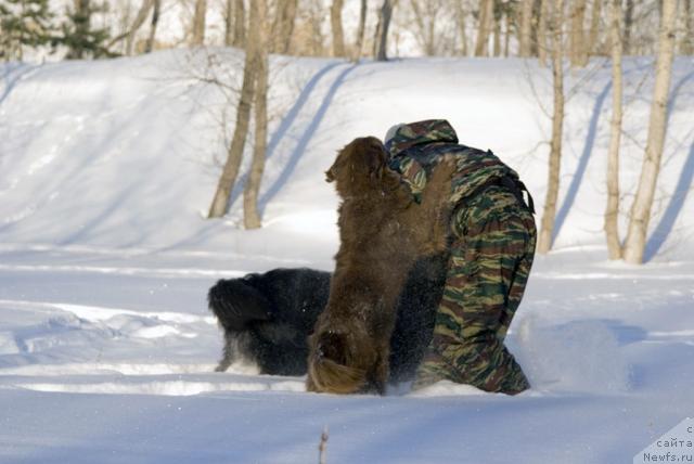Фото: ньюфаундленд Лесная Сказка Изольда