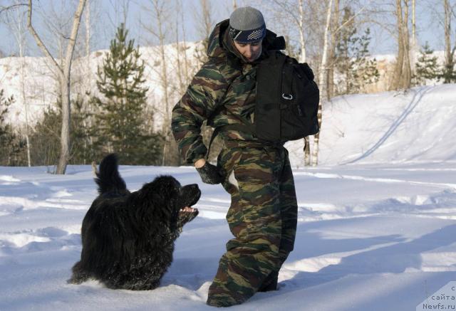 Фото: ньюфаундленд Юган с Тоянова Городка (Ygan s Toyanova Gorodka), Игорь Момот
