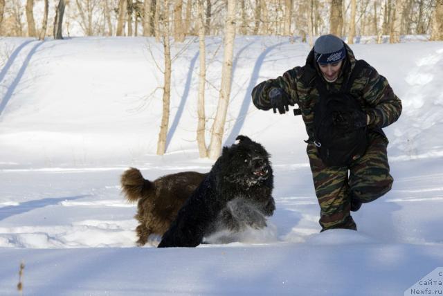 Фото: ньюфаундленд Юган с Тоянова Городка (Ygan s Toyanova Gorodka), Игорь Момот