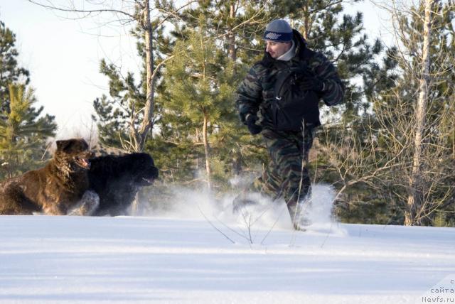 Фото: ньюфаундленд Лесная Сказка Изольда, ньюфаундленд Юган с Тоянова Городка (Ygan s Toyanova Gorodka), Игорь Момот