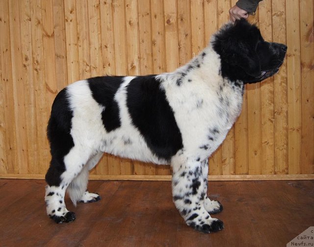 Фото: ньюфаундленд Супер Бизон Екатеринбург (Super Bizon Ekaterinburg)